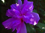 20070807tk17.jpg