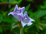 20070807tk20.jpg