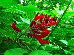 20070828k01.jpg