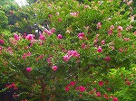20070828k02.jpg