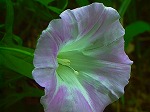 20070828k07.jpg