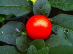 20070828k14.jpg