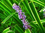 20070828k15.jpg