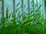 20070828k16.jpg