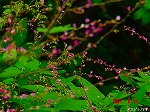 DSC07919.jpg