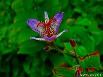 DSC07928.jpg