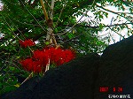 DSC07929.jpg