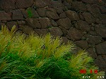 DSC07930.jpg