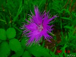 DSC07941.jpg