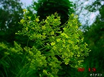 DSC07942.jpg