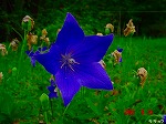 DSC07943.jpg