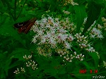 DSC07945.jpg