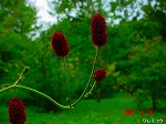 DSC07950.jpg