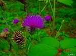 DSC07951.jpg