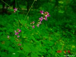 DSC07954.jpg