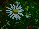 DSC07961.jpg