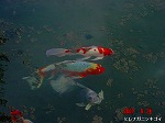 DSC07973.jpg