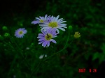 DSC07982.jpg