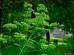 DSC07987.jpg