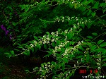 DSC08010.jpg