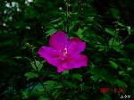 DSC08013.jpg