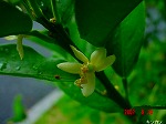 DSC08017.jpg