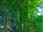 DSC08079.jpg