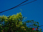 DSC08080.jpg