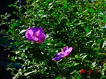 DSC08122.jpg