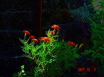 DSC08124.jpg