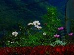 DSC08141.jpg