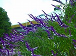 20071018kt11.jpg