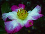 20071018kt14.jpg
