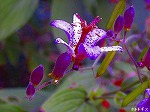 20061020msg01.jpg