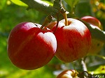 20061020msg02.jpg
