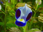 20061020msg03.jpg