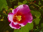 20061020msg06.jpg