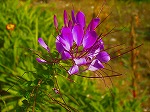 20061020msg07.jpg