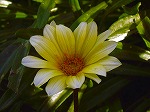 20061020msg08.jpg
