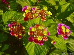 20061020msg10.jpg