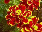 20061020msg13.jpg