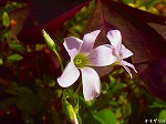 20061020msg15.jpg