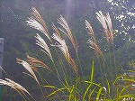 20061020msg16.jpg