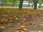 20061020msg22.jpg