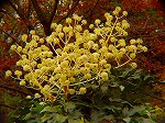 20071120kt01.jpg