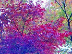 20071120kt08.jpg
