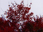 20071120kt09.jpg