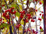 20071120kt11.jpg