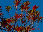DSC08181.jpg