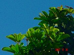 DSC08201.jpg